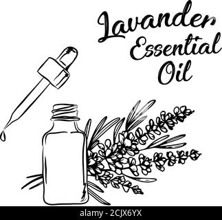 Lavander essential oil bottle  and bunch of flowers hand drawn vector illustration. Isolated drawing for Aromatherapy treatment, alternative medicine, Stock Vector