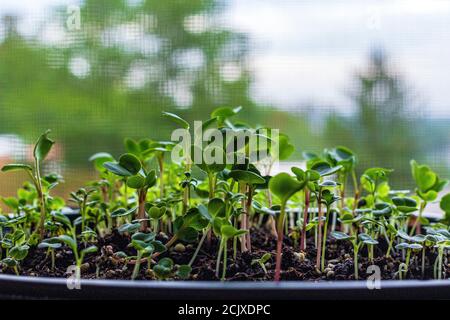 A macro shot of the seedlings of microgreens captures a miniature forest, with trees from the window visible from the background Stock Photo