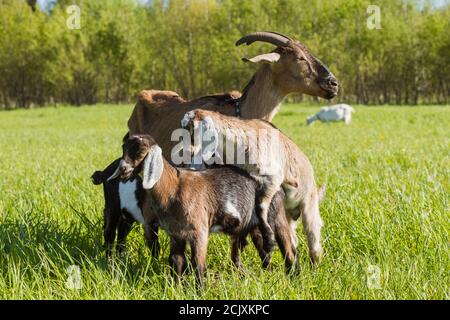 Three baby goats with mother on green lawn Stock Photo