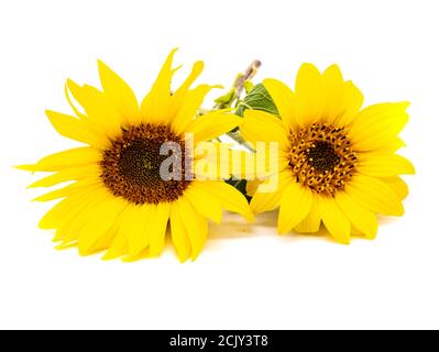 Sunflower isolated on white background Stock Photo