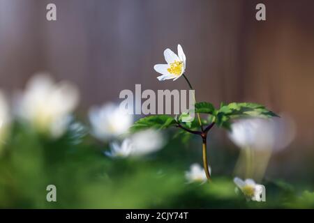 A lawn covered white flowers of Anemone nemorosa with the blurred background of green grass. Concept of nature rebirth. Amazing springtime wallpaper b Stock Photo