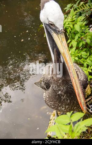 Side view from a brown pelican, Pelecanus occidentalis, is a bird of the pelican family, Pelecanidae Stock Photo