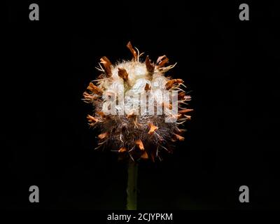 Dry flower in deep forest Stock Photo
