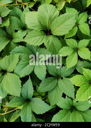 Green vine leaves on the wall.Natural background from climbing plant.. Stock Photo