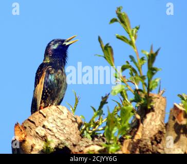 STARLING Stock Photo