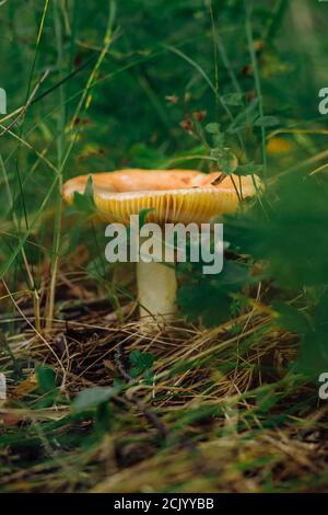 Psathyrella candolleana, group of mushrooms growing on the tree. Stock Photo