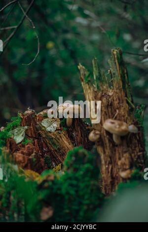 Psathyrella candolleana, group of mushrooms growing on the tree. Stock Photo