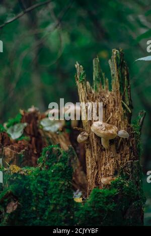 Psathyrella candolleana, group of mushrooms growing on the tree. Stock Photo