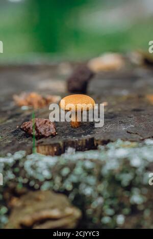 Psathyrella candolleana, group of mushrooms growing on the tree. Stock Photo