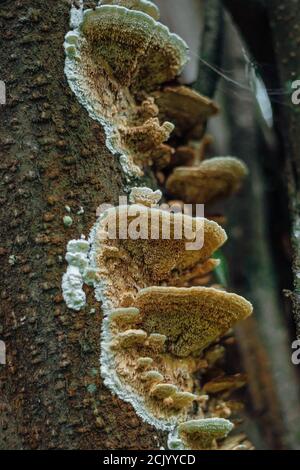 Psathyrella candolleana, group of mushrooms growing on the tree. Stock Photo