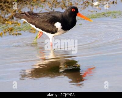 OYSTER CATCHER Stock Photo