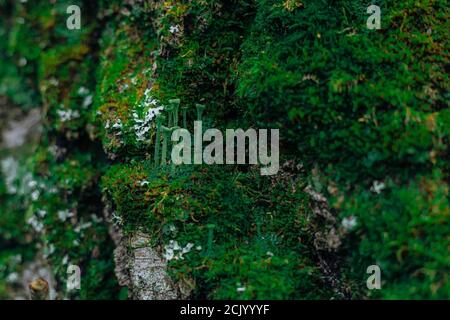 Moss grows heavily on the bark of this tree and creates an appealing texture. Stock Photo