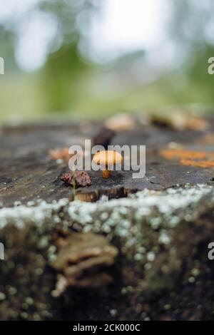 Psathyrella candolleana, group of mushrooms growing on the tree. Stock Photo