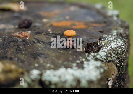 Psathyrella candolleana, group of mushrooms growing on the tree. Stock Photo