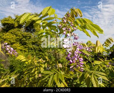 Wisteria Floribunda 'Domino' Stock Photo