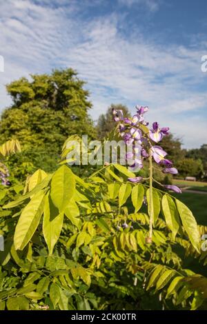 Wisteria Floribunda 'Domino' Stock Photo