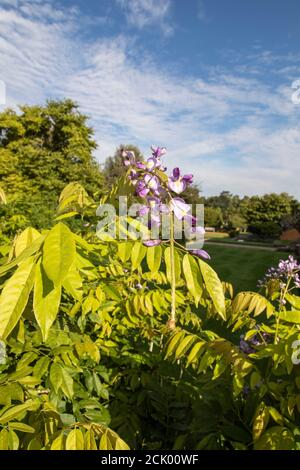 Wisteria Floribunda 'Domino' Stock Photo