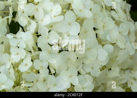 Hydrangea Arborescens 'Strong Annabelle' Stock Photo