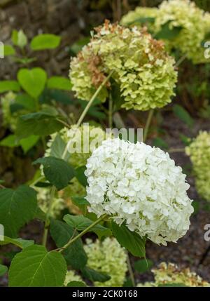 Hydrangea Arborescens 'Strong Annabelle' Stock Photo