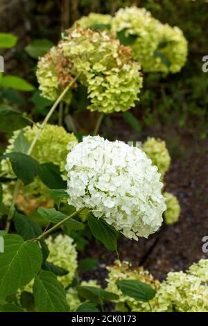 Hydrangea Arborescens 'Strong Annabelle' Stock Photo