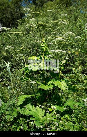 Dangerous, toxic plant cow Parsnip Sosnowski (Heracleum sosnowskyi) blossoms. Stock Photo