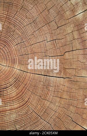 Closeup of old, worn, weathered section of wood with cracked annual growth rings pattern. Stock Photo