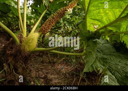 Gunnera Tinctoria, patterns and shapes in nature portrait