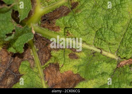 Gunnera Tinctoria, patterns and shapes in nature portrait
