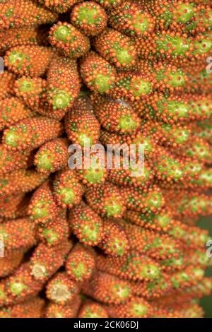Gunnera Tinctoria, patterns and shapes in nature portrait