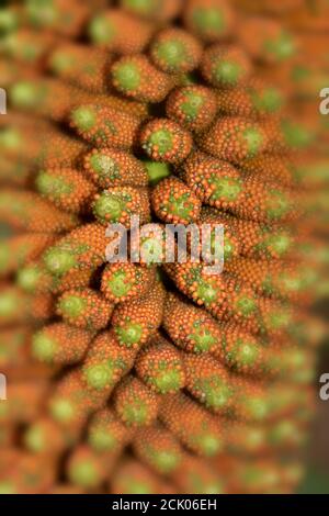 Gunnera Tinctoria, patterns and shapes in nature portrait