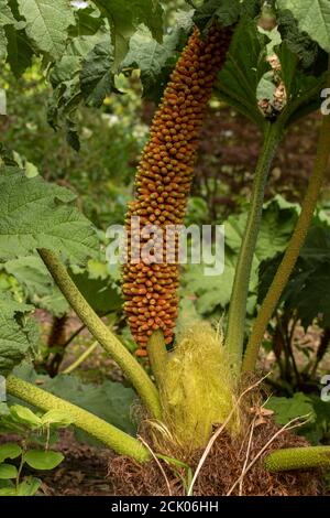 Gunnera Tinctoria, patterns and shapes in nature portrait