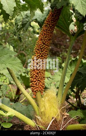 Gunnera Tinctoria, patterns and shapes in nature portrait