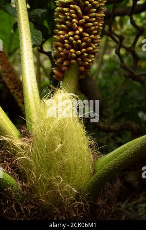 Gunnera Tinctoria, patterns and shapes in nature portrait
