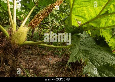 Gunnera Tinctoria, patterns and shapes in nature portrait