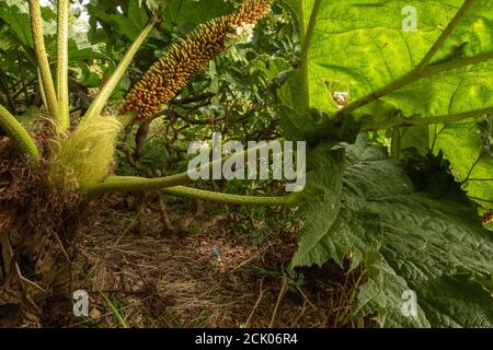 Gunnera Tinctoria, patterns and shapes in nature portrait