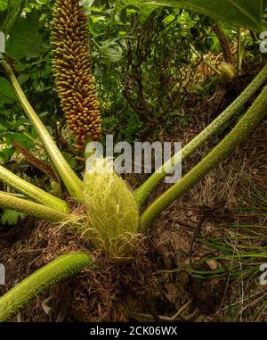 Gunnera Tinctoria, patterns and shapes in nature portrait