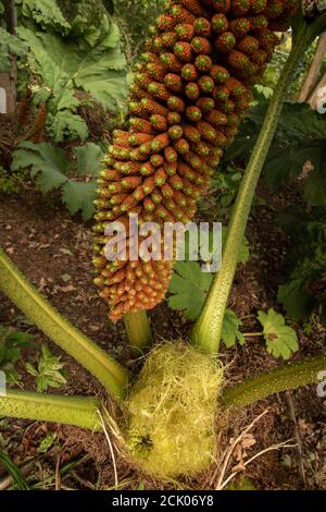 Gunnera Tinctoria, patterns and shapes in nature portrait