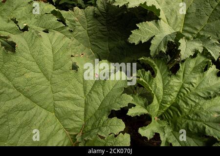 Gunnera Tinctoria, patterns and shapes in nature portrait