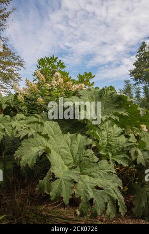 Gunnera Tinctoria, patterns and shapes in nature portrait