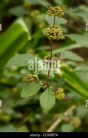 Callicarpa bodinieri ‘Giraldi Profusion’ in flower Stock Photo