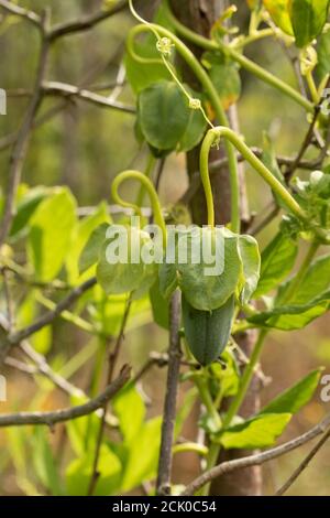 Cobaea Scandens 'Alba' fruiting vine Stock Photo