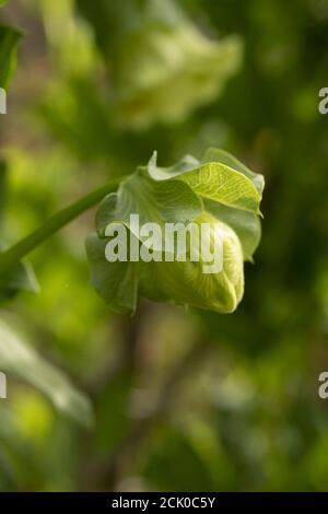 Cobaea Scandens 'Alba' fruiting vine Stock Photo