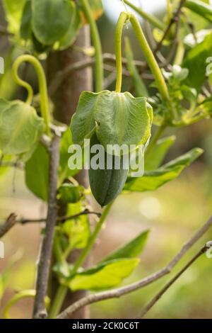 Cobaea Scandens 'Alba' fruiting vine Stock Photo
