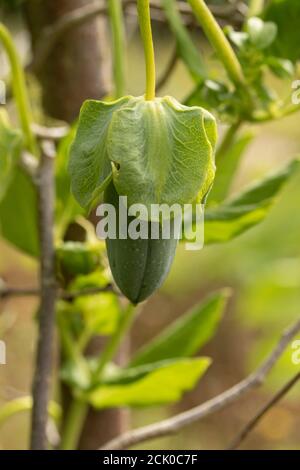 Cobaea Scandens 'Alba' fruiting vine Stock Photo