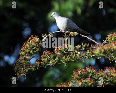 COLLARED DOVE Stock Photo