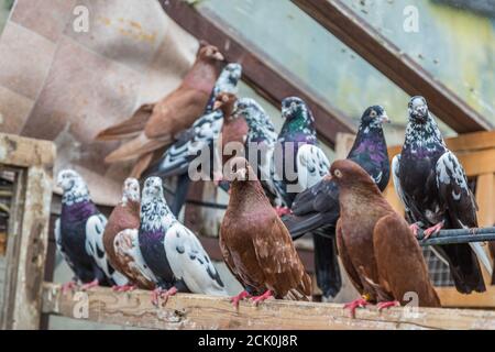 group of homing pigeons resting in a bird house Stock Photo