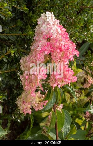 Hydrangea Paniculata Vanille Fraise Stock Photo