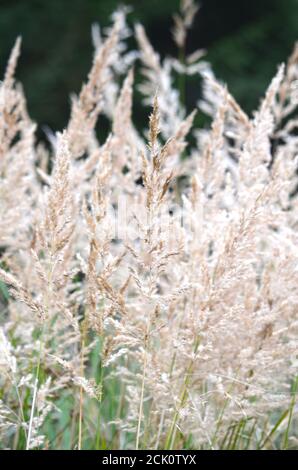 Close up of a dry yellow grass Stock Photo