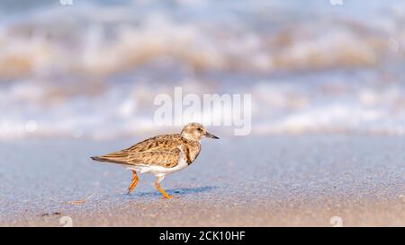 A ruddy turnstone (Arenaria interpres) shore bird running on the beach at the  Cape Canaveral National Seashore. Stock Photo