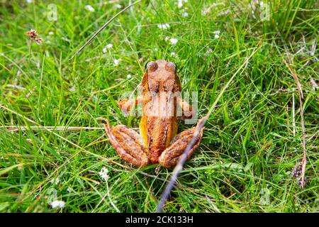 A frog in Wasdale, Lake District, UK. Stock Photo